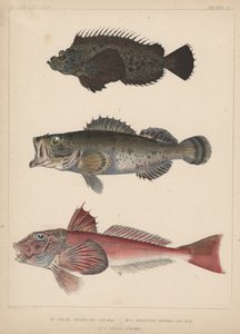 1. Pelor Japonicum ، 2. Sebastes Inermis و 3. Trigla Burgers ، 1855